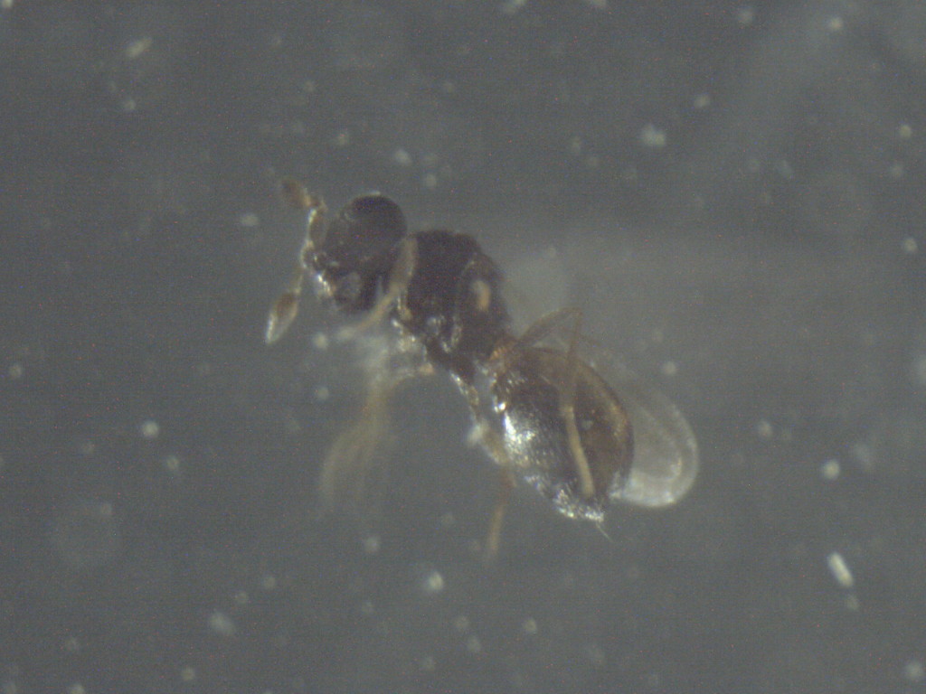 Trichogrammatidae