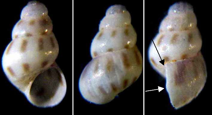 E'' la stessa Setia.....