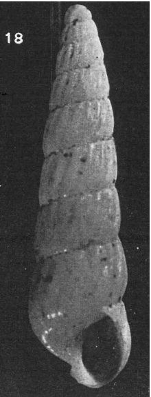 Turbonilla della Tunisia