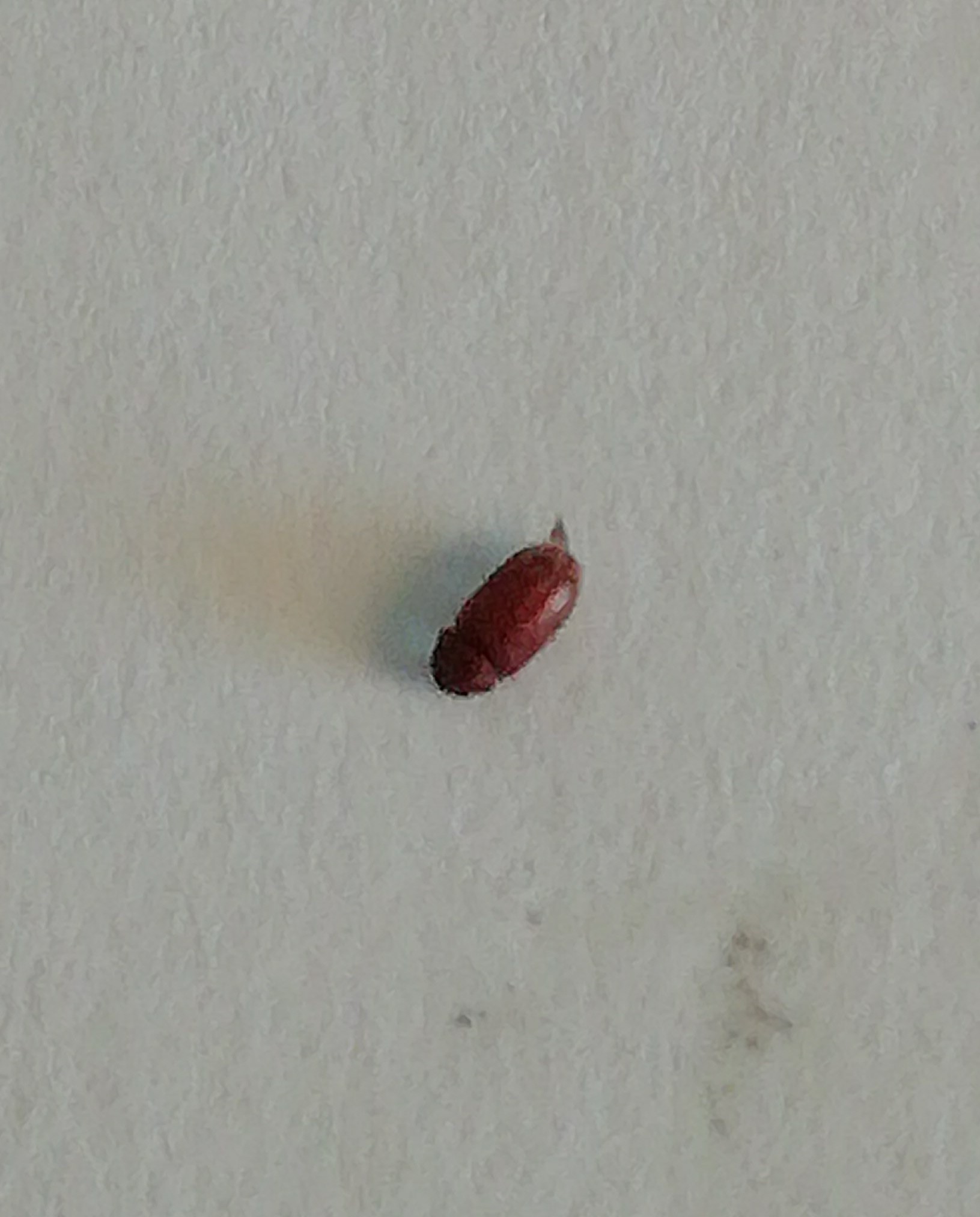 Anobide da identificare