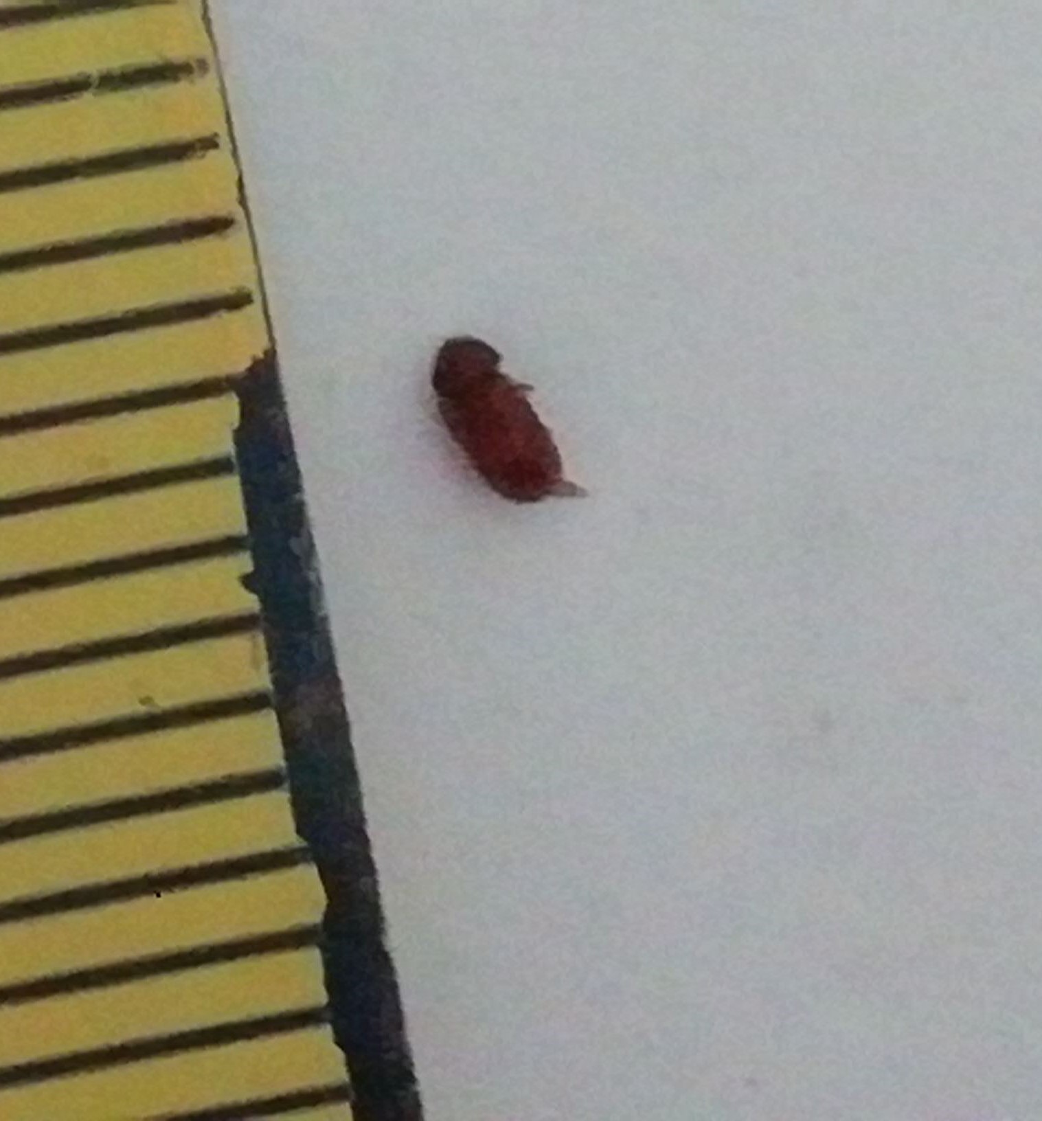 Anobide da identificare