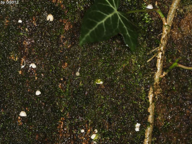 Mycene...ma quali ??