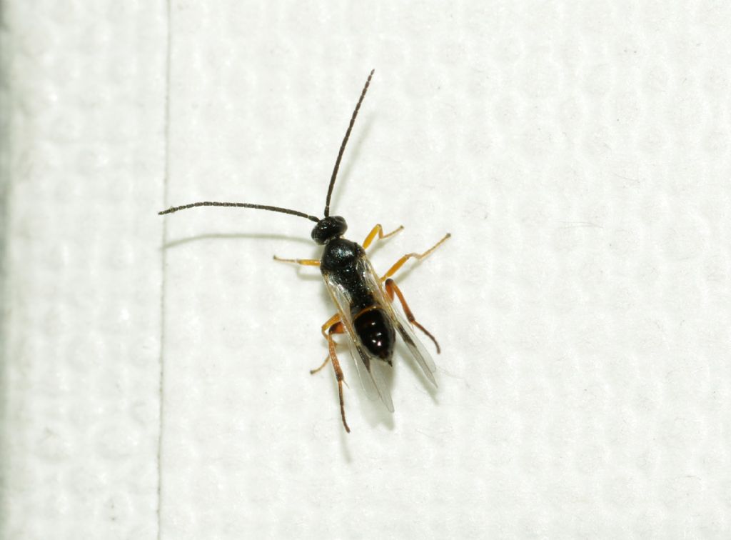 vespa parassita della Pieride del biancospino: Apantheles sp