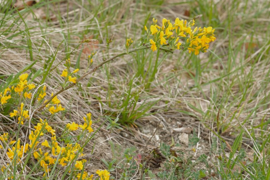 Genista januensis / Ginestra genovese