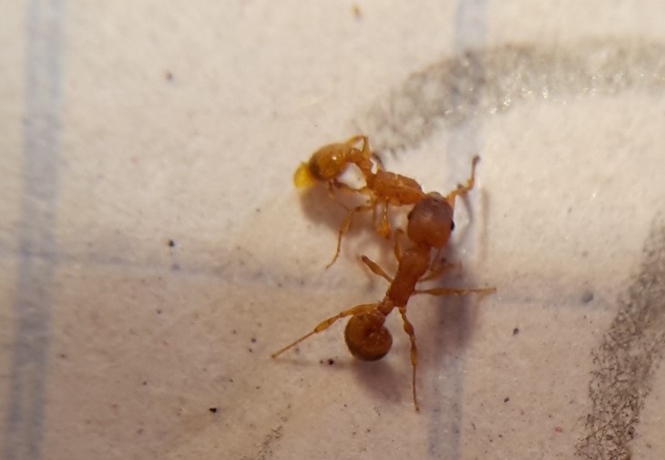 Temnothorax cfr. unifasciatus (Formicidae) dentro una galla