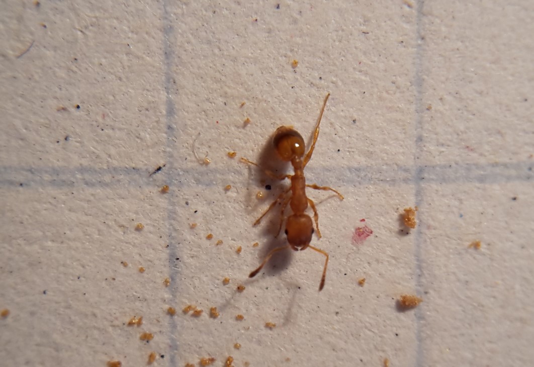 Temnothorax cfr. unifasciatus (Formicidae) dentro una galla