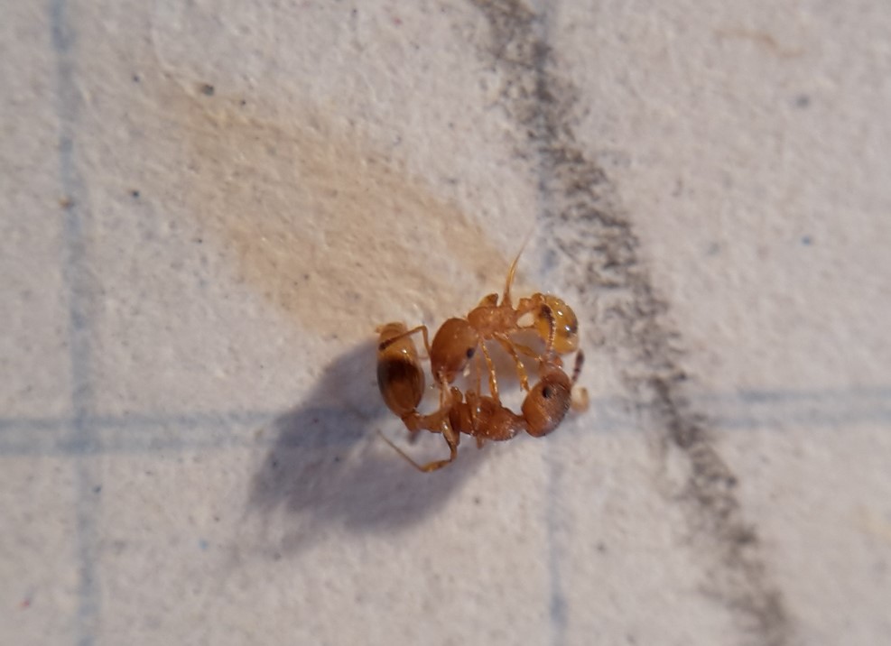 Temnothorax cfr. unifasciatus (Formicidae) dentro una galla
