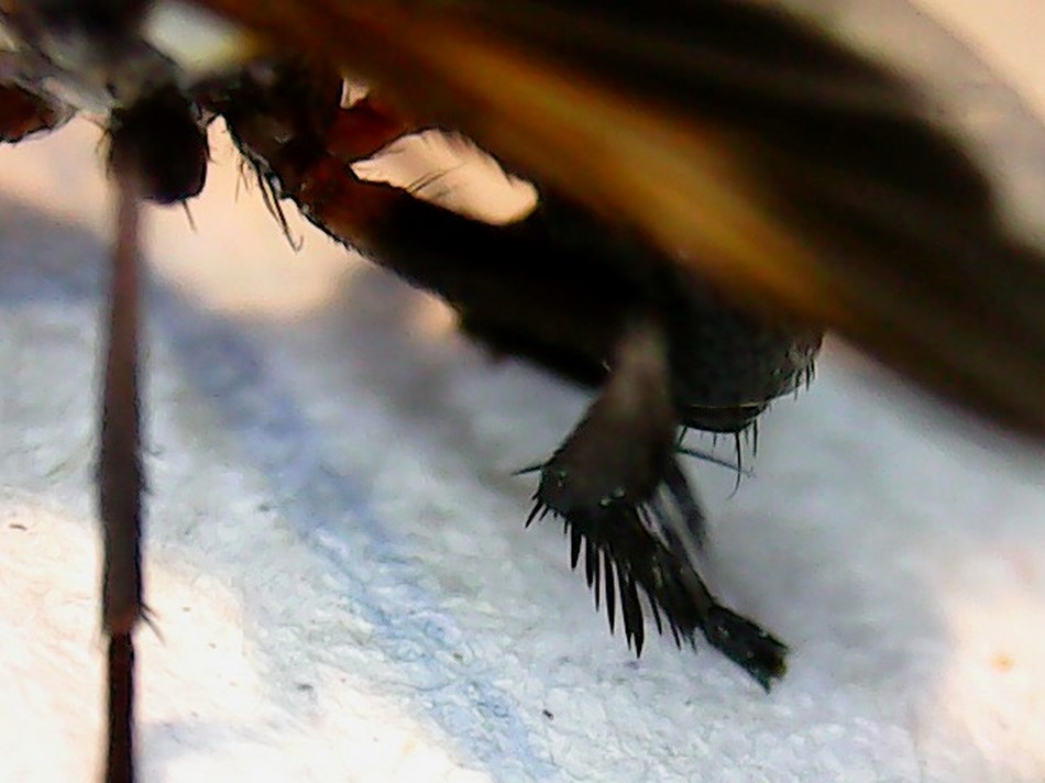 Tachinidae:    Trichopoda pennipes