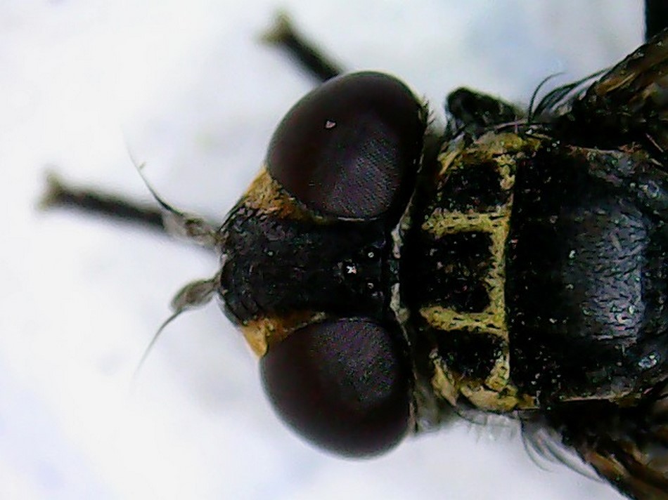 Tachinidae:    Trichopoda pennipes