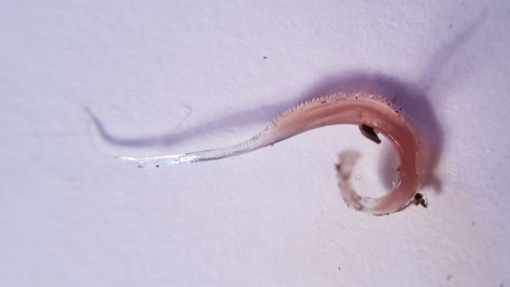 organo copulatore - spermatofora di Arion cf. vulgaris