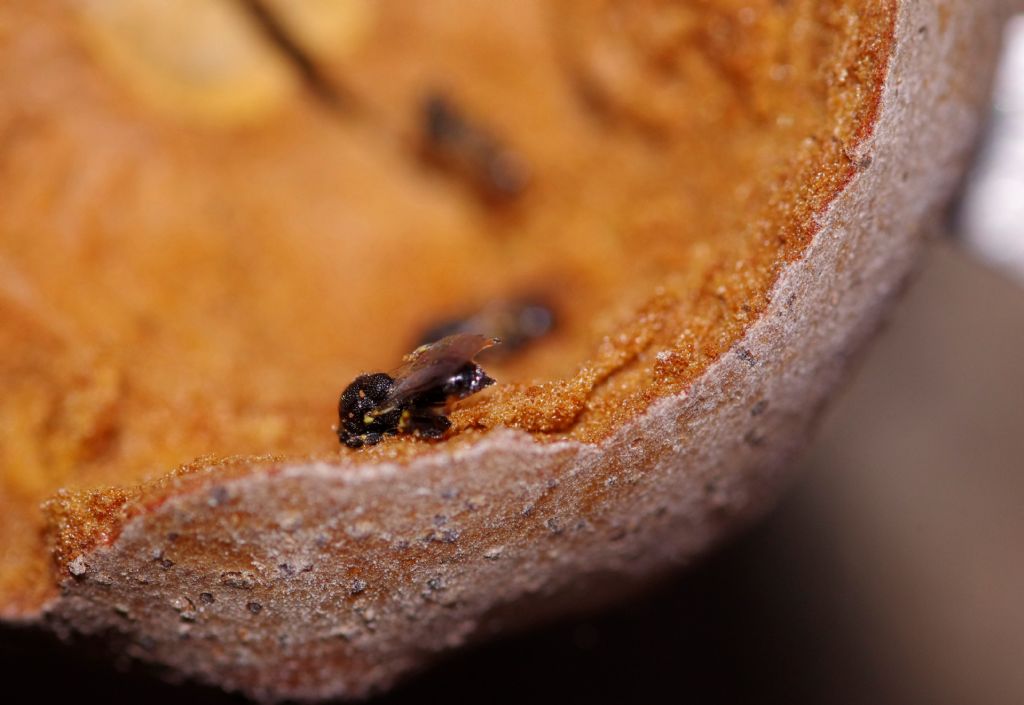 imenotteri neri in galla: cfr. Brachymeria sp. (Chalcididae)