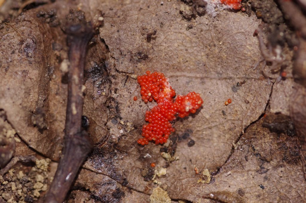 uova rosso aragosta da determinare