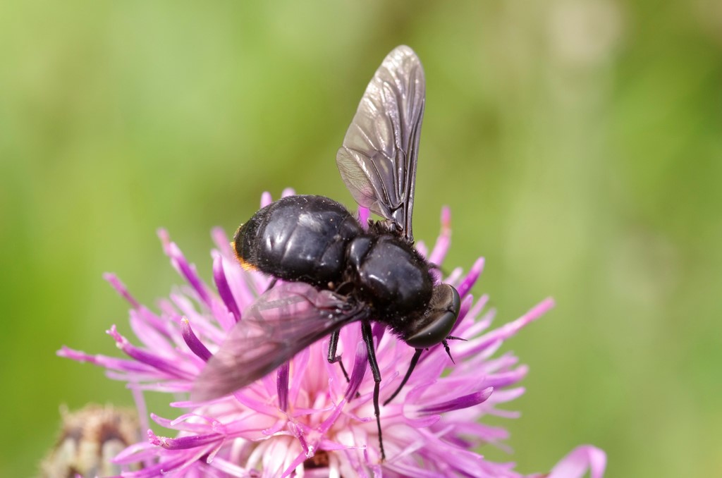 Pangonius (Melanopangonius) funebris maschio (Tabanidae)