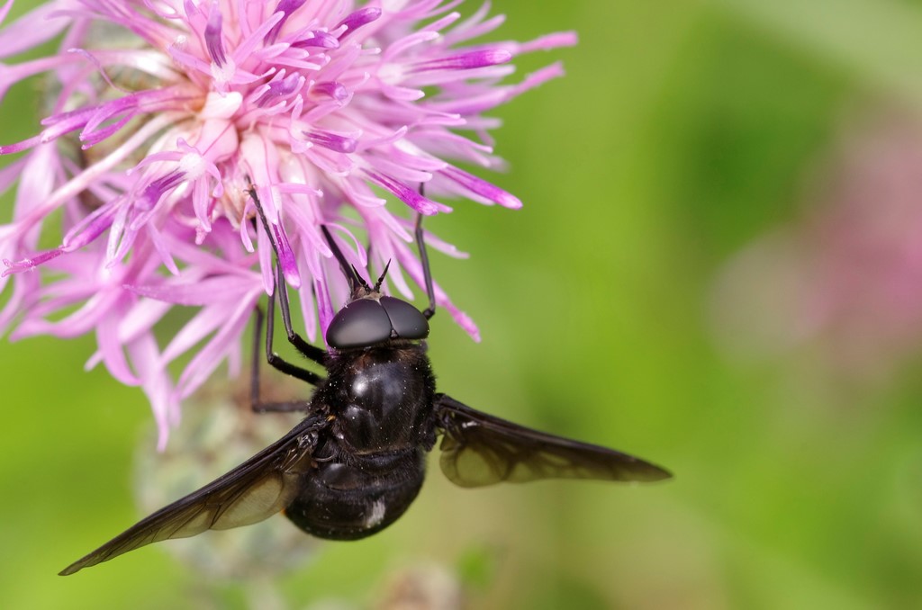 Pangonius (Melanopangonius) funebris maschio (Tabanidae)