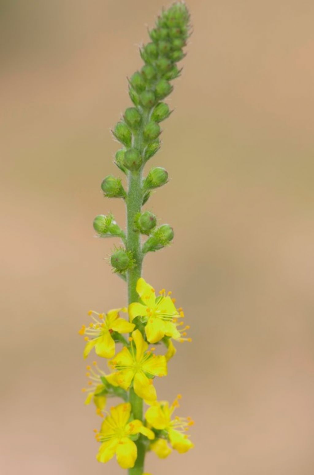 Agrimonia eupatoria