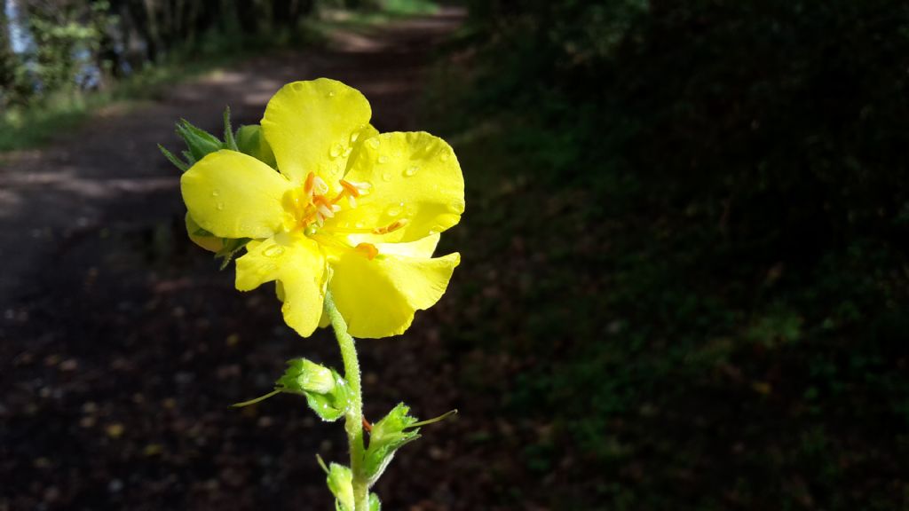 Verbascum sp. (Scrophulariaceae)