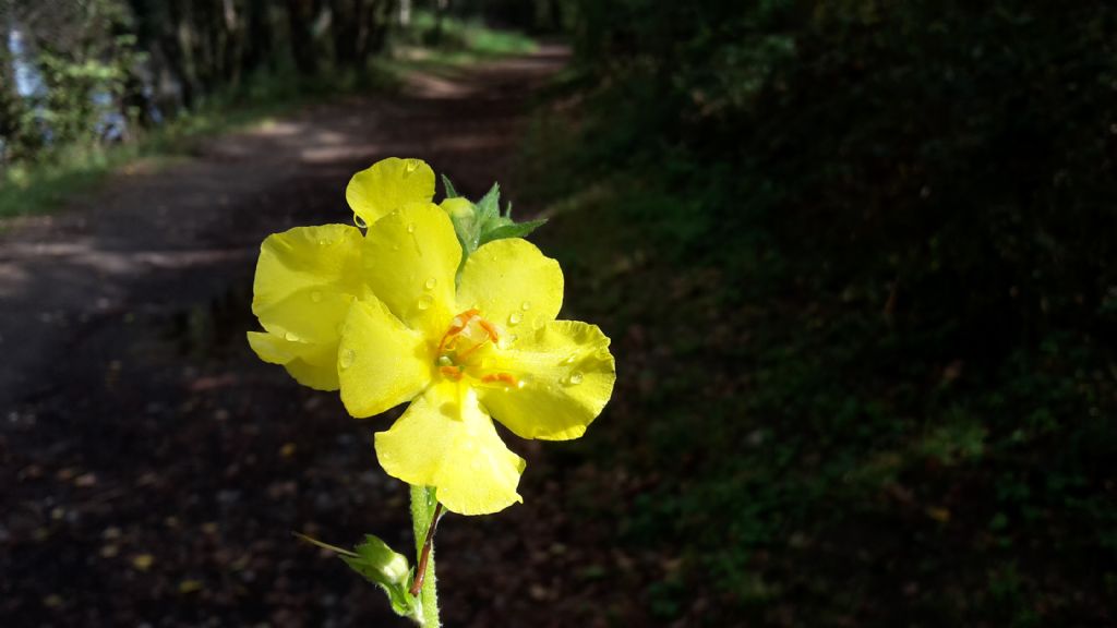 Verbascum sp. (Scrophulariaceae)
