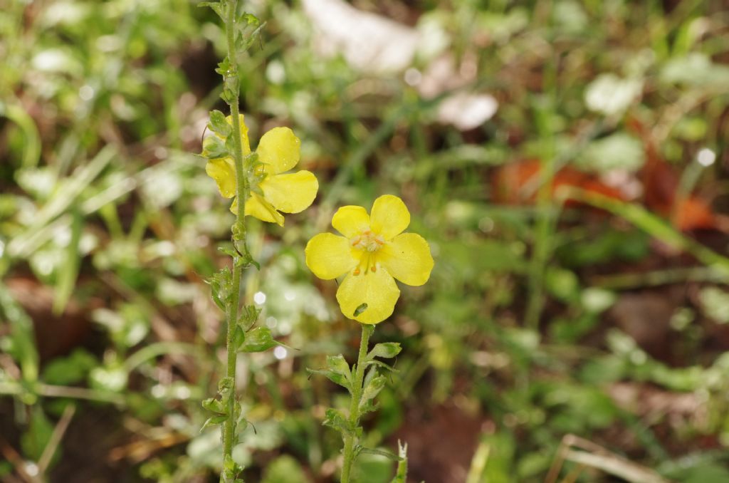 Verbascum sp. (Scrophulariaceae)