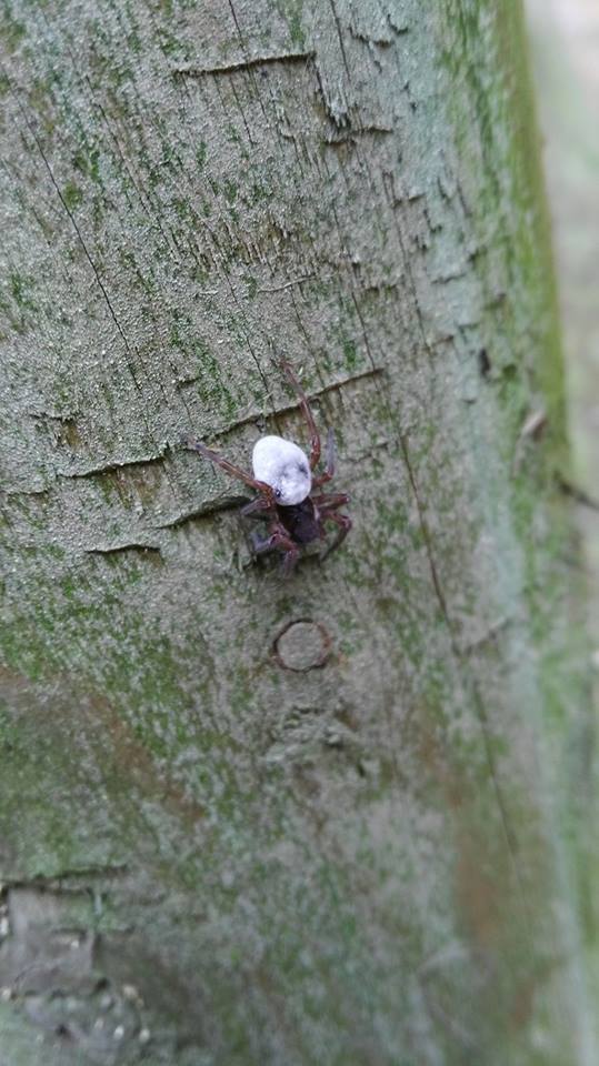 Opistosoma bianco:  cfr.  Amaurobius sp. - Milano