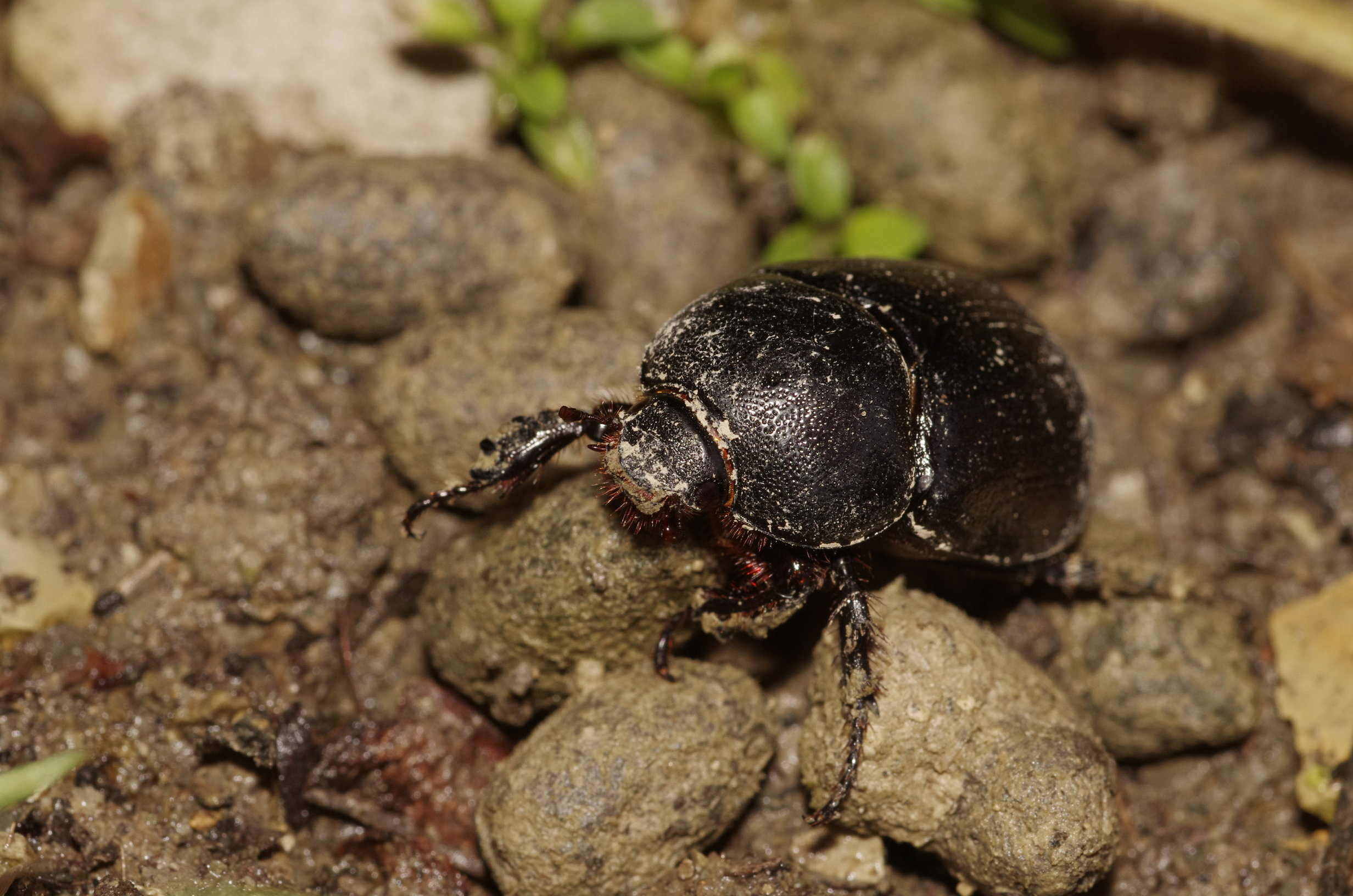 Scarabeo da determinare: cfr. Pentodon sp. (Dynastidae)