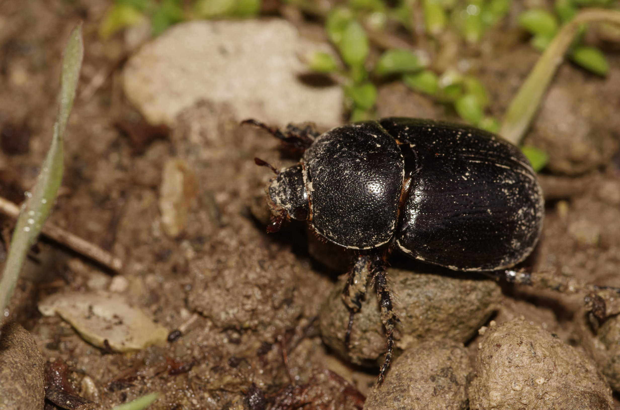 Scarabeo da determinare: cfr. Pentodon sp. (Dynastidae)