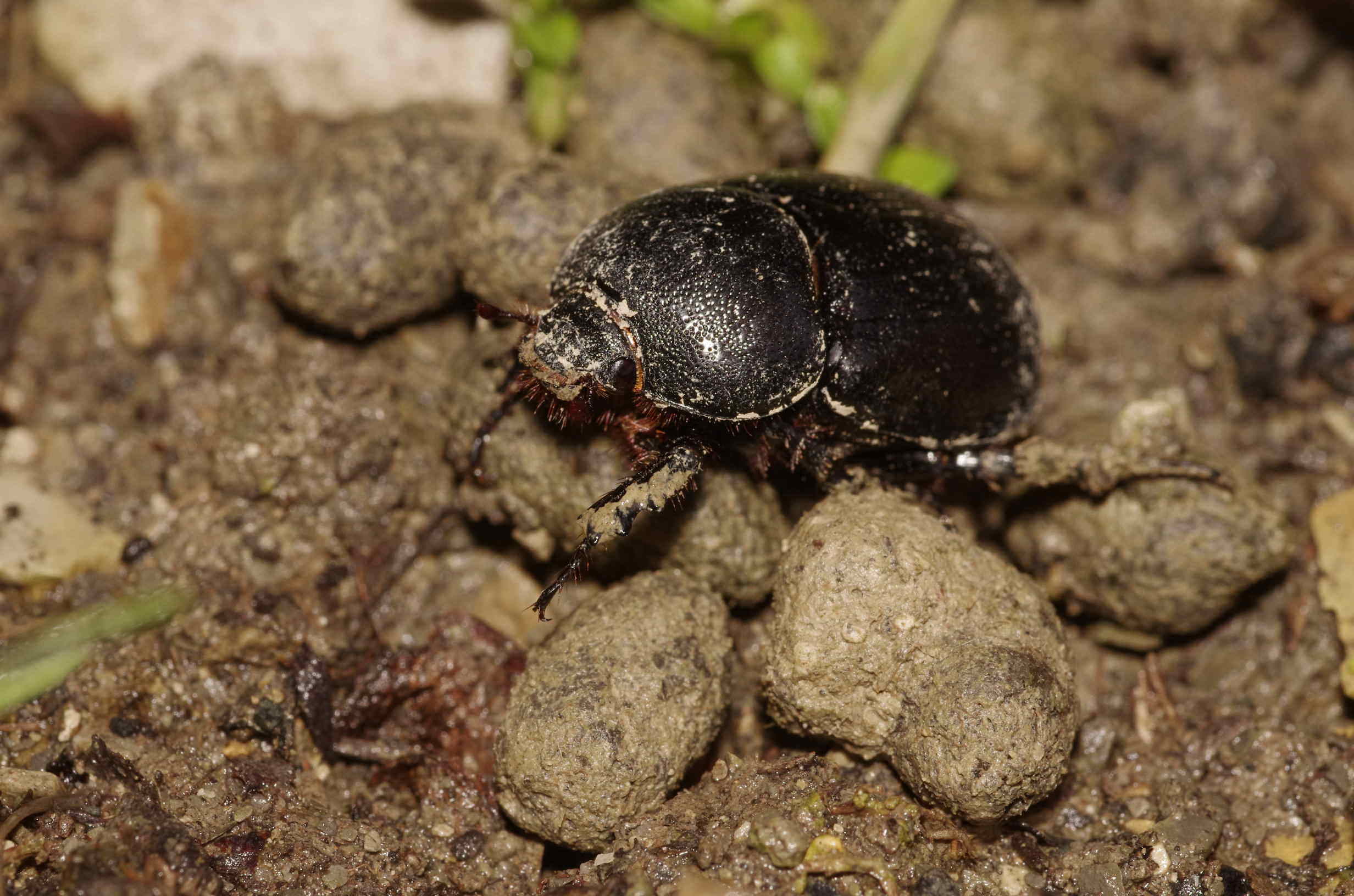 Scarabeo da determinare: cfr. Pentodon sp. (Dynastidae)