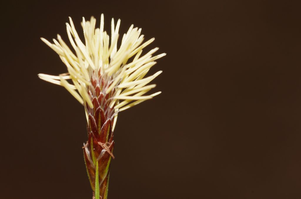 Infiorescenza gialla: Carex caryophyllea