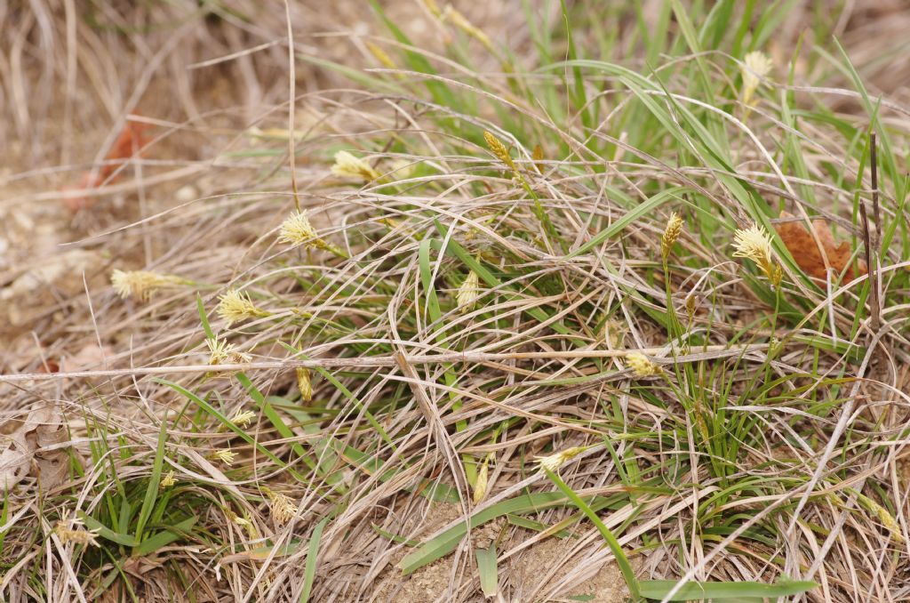 Infiorescenza gialla: Carex caryophyllea