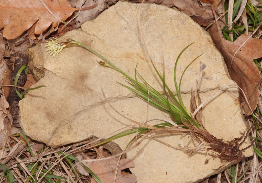 Infiorescenza gialla: Carex caryophyllea