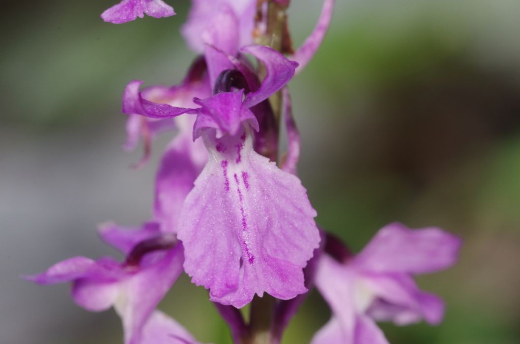 Orchis mascula