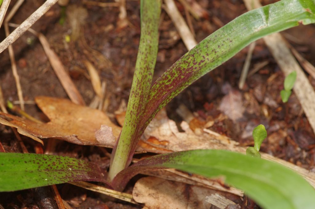 Orchis mascula