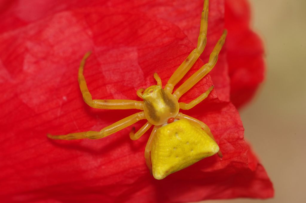 Ragno parassitato da acaro, prob. Trombididae