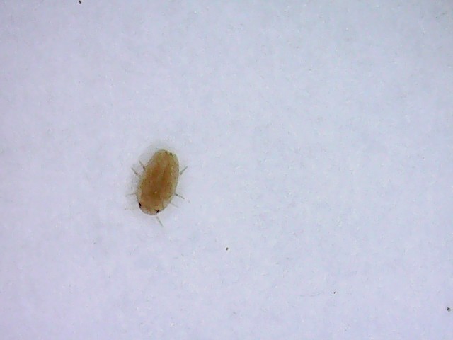 Margarodidae: Icerya purchasi, femmine con ovisacco