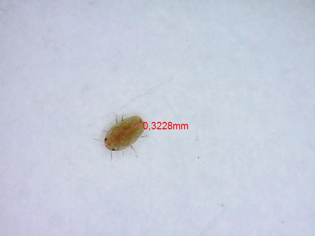 Margarodidae: Icerya purchasi, femmine con ovisacco