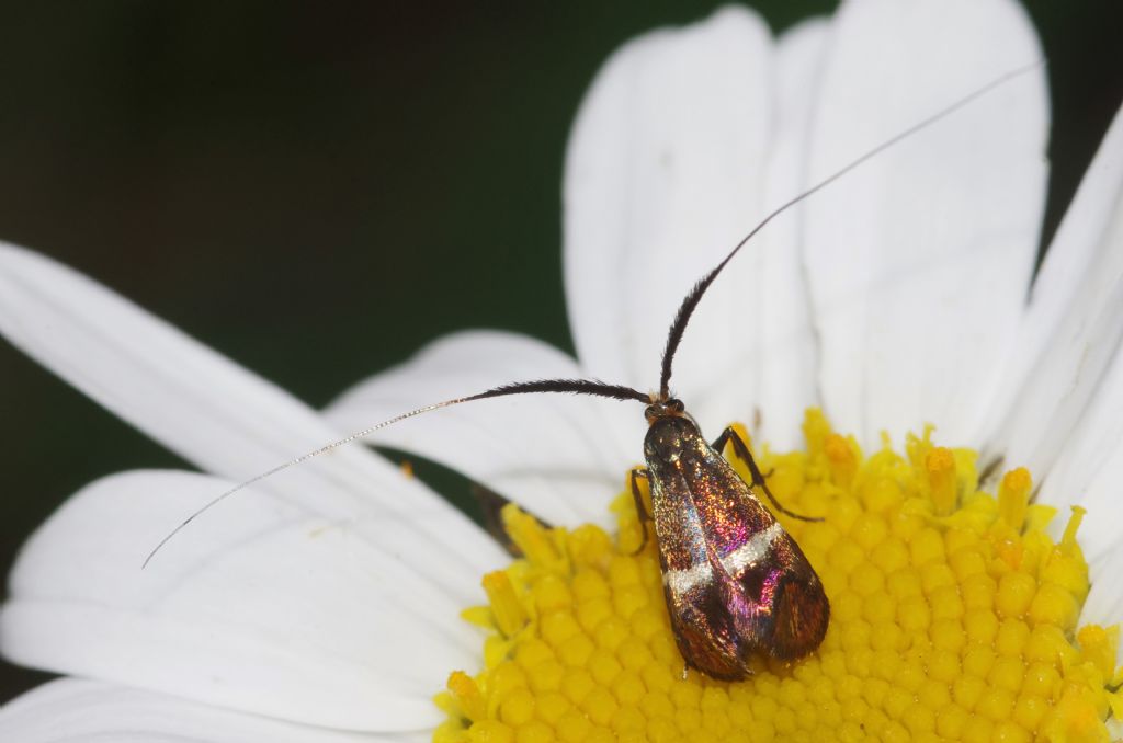 microfalena con lunghe antenne da determinare: Adela australis-Adelidae