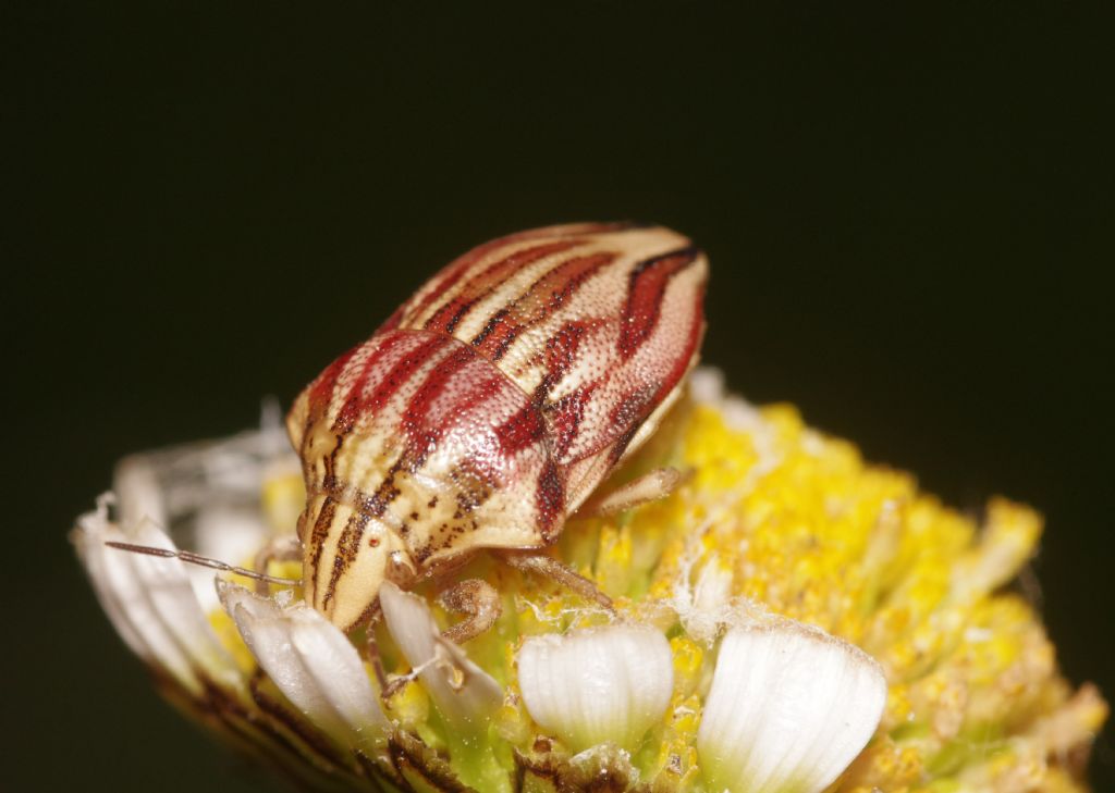 Scutelleridae:  Odontotarsus purpureeolineatus