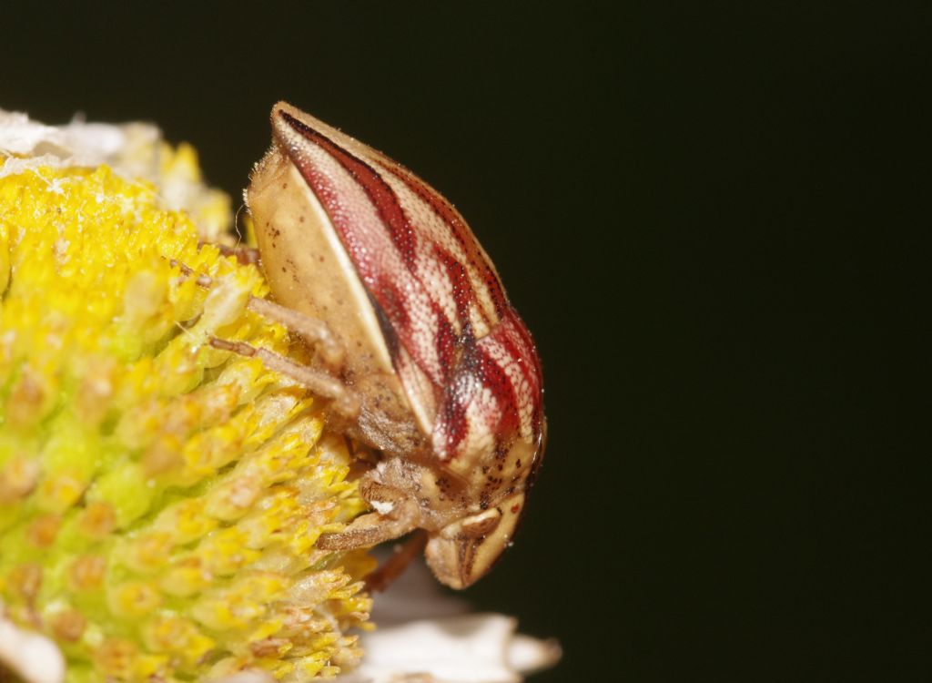Scutelleridae:  Odontotarsus purpureeolineatus