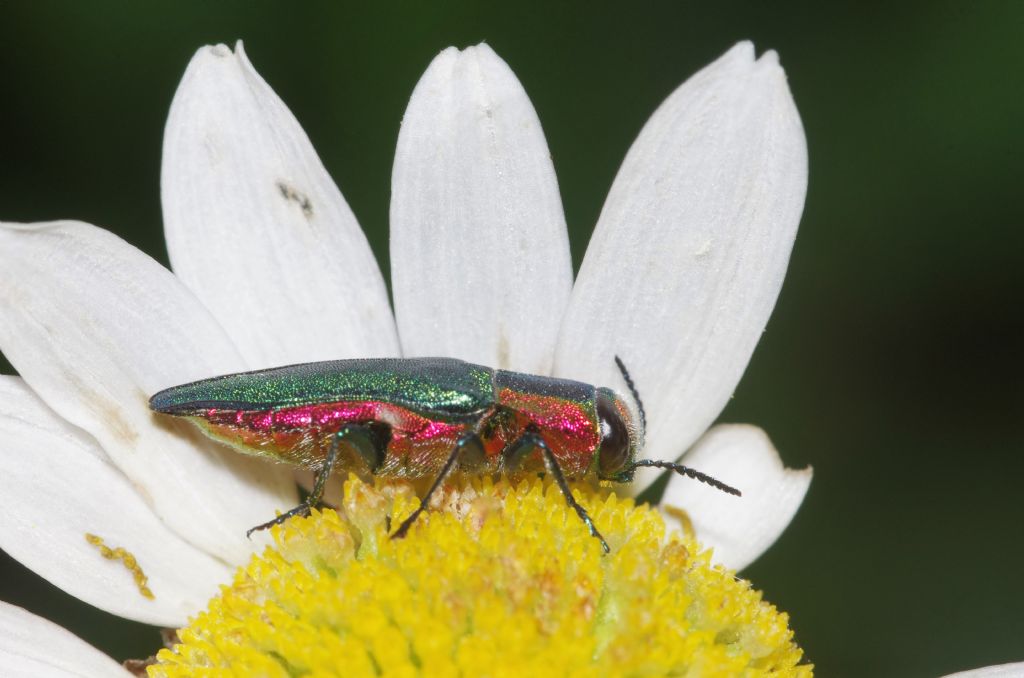 Buprestidae: Anthaxia hungarica, femmina