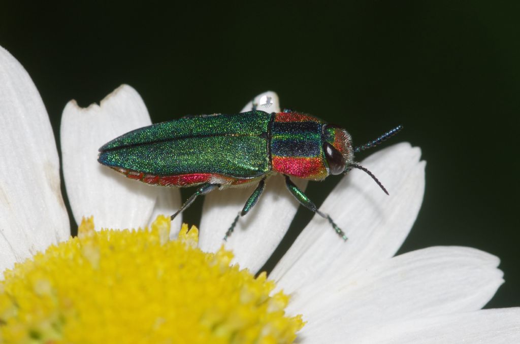 Buprestidae: Anthaxia hungarica, femmina
