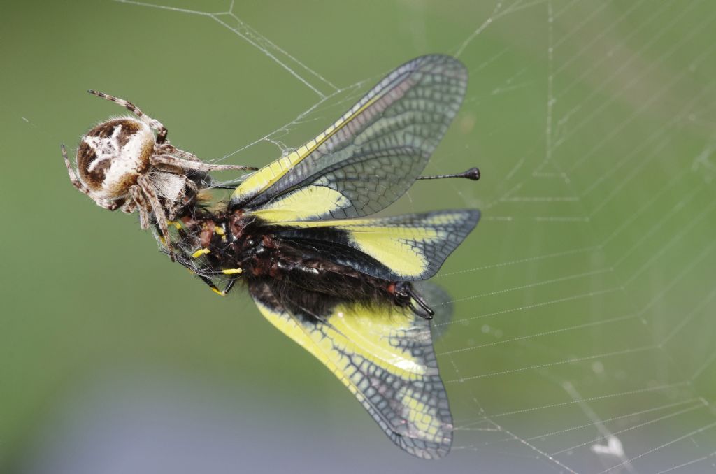 Agalenatea redii  che preda Libelloides - Appennino parmense