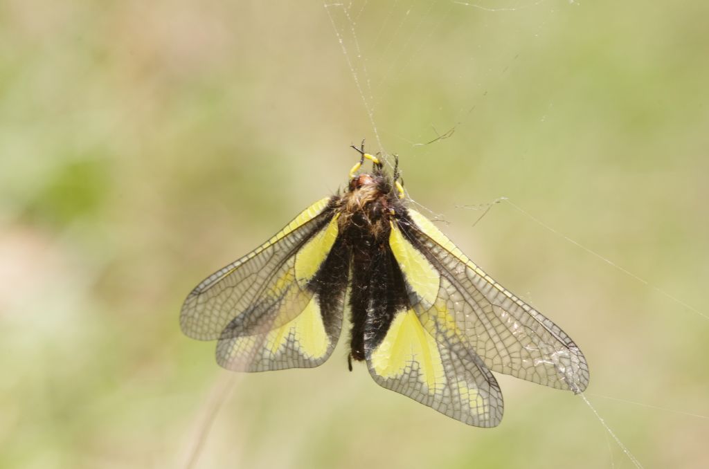 Agalenatea redii  che preda Libelloides - Appennino parmense