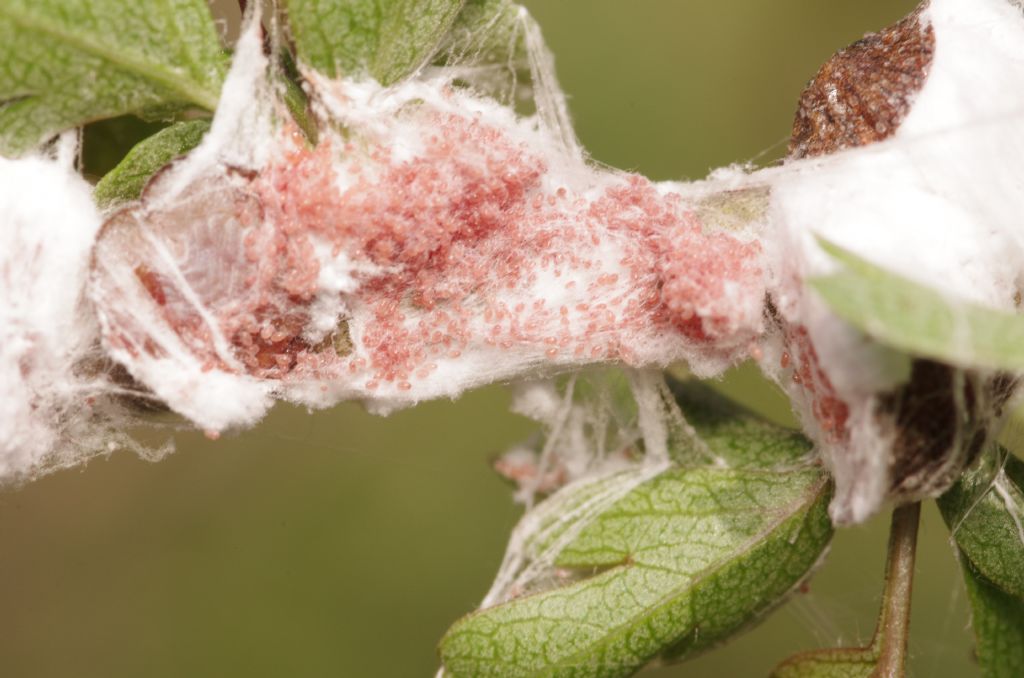 Margarodidae: Icerya purchasi, femmine con ovisacco