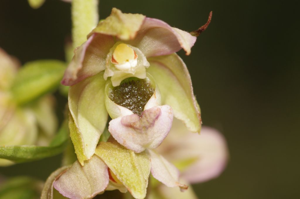 Epipactis helleborine / Elleborine comune