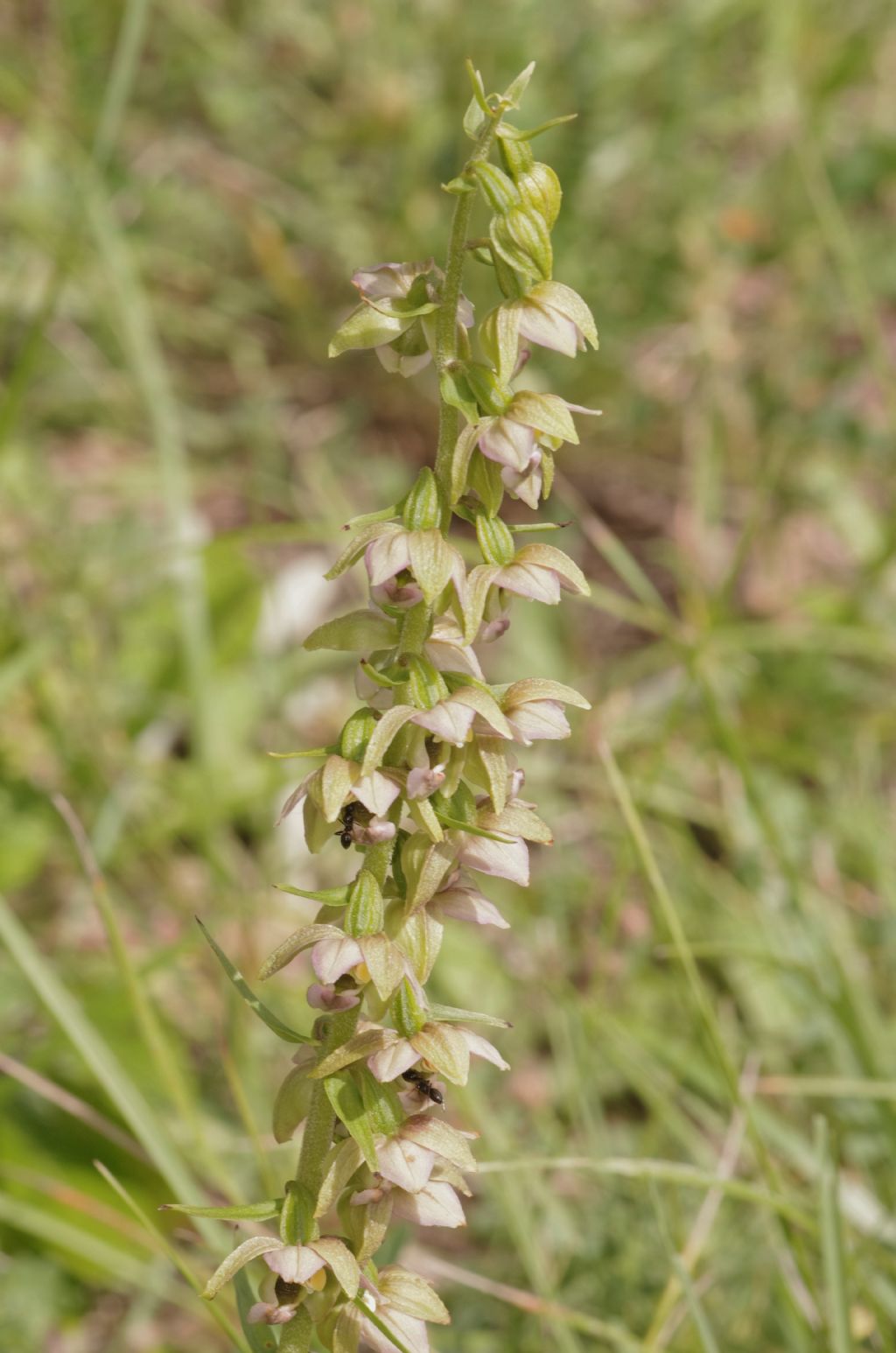 Epipactis helleborine / Elleborine comune