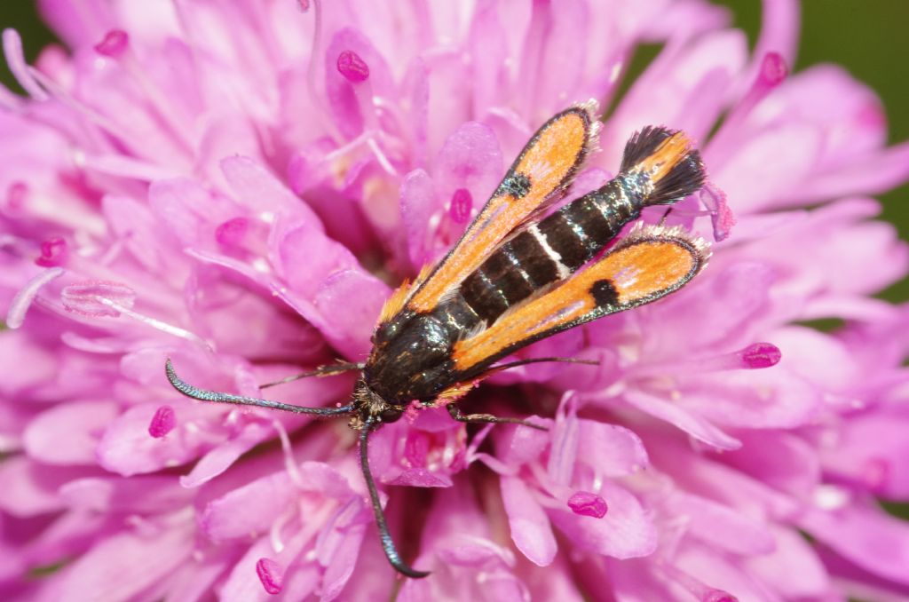 Pyropteron chrysidiforme? da confermare o meno