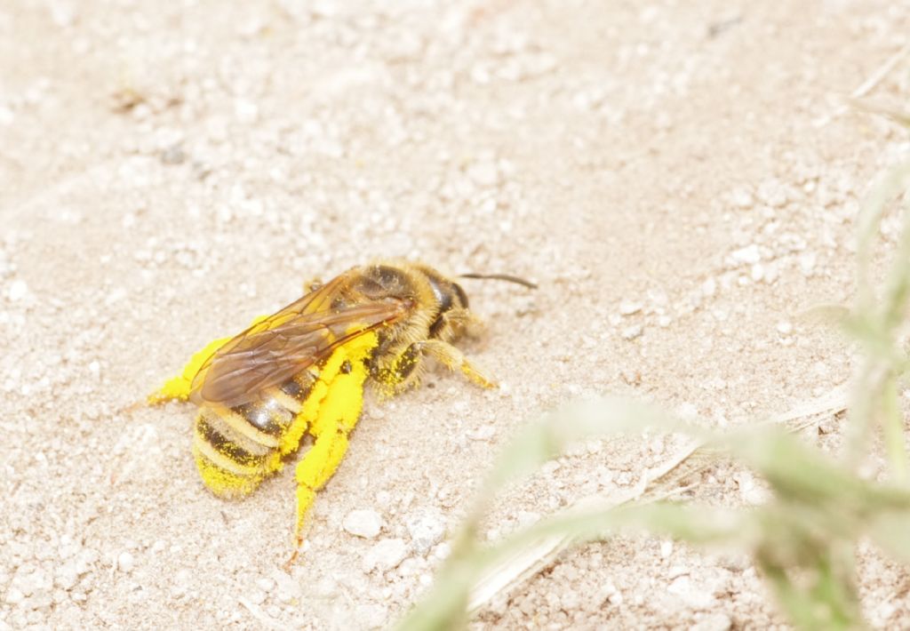 Api terricole da determinare: Halictus scabiosae (Apidae Halictinae)