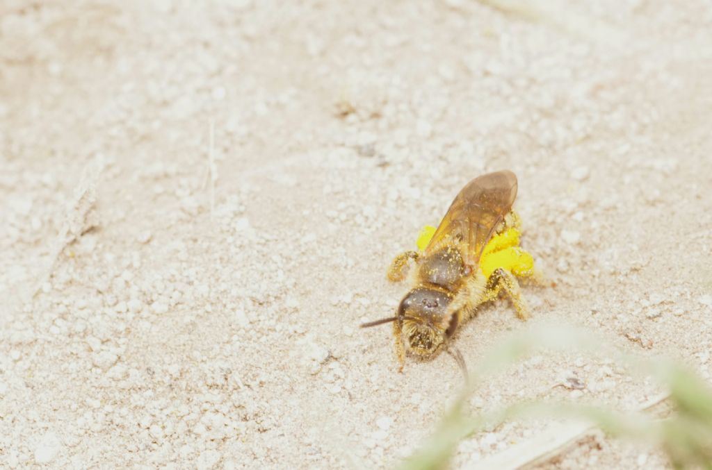 Api terricole da determinare: Halictus scabiosae (Apidae Halictinae)