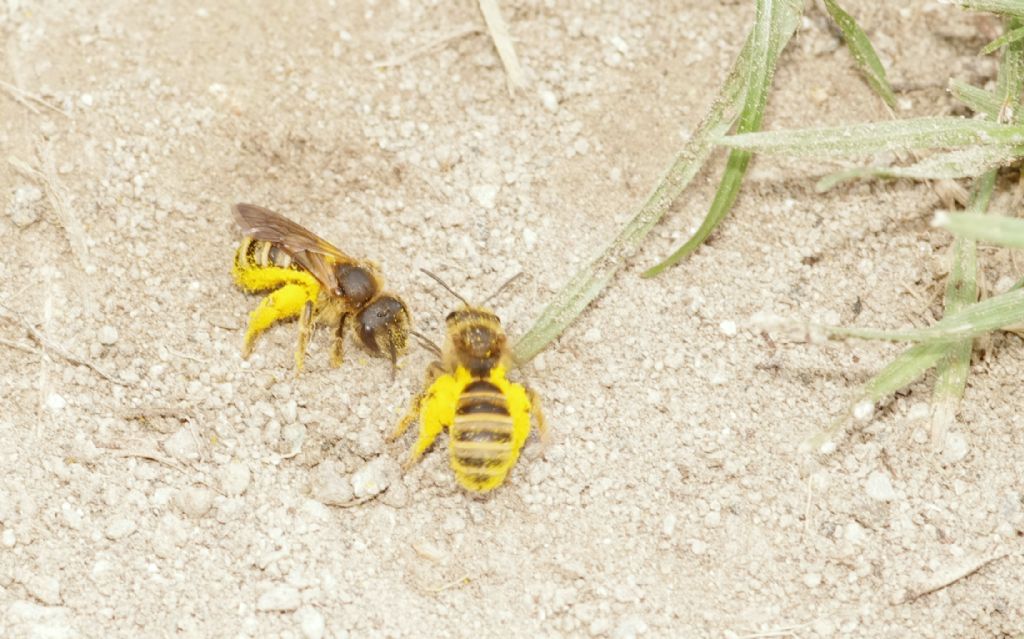 Api terricole da determinare: Halictus scabiosae (Apidae Halictinae)