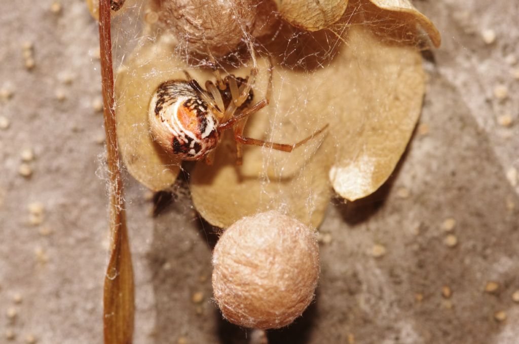 ragno con doppio ovisacco: Parasteatoda lunata - Appennino parmense