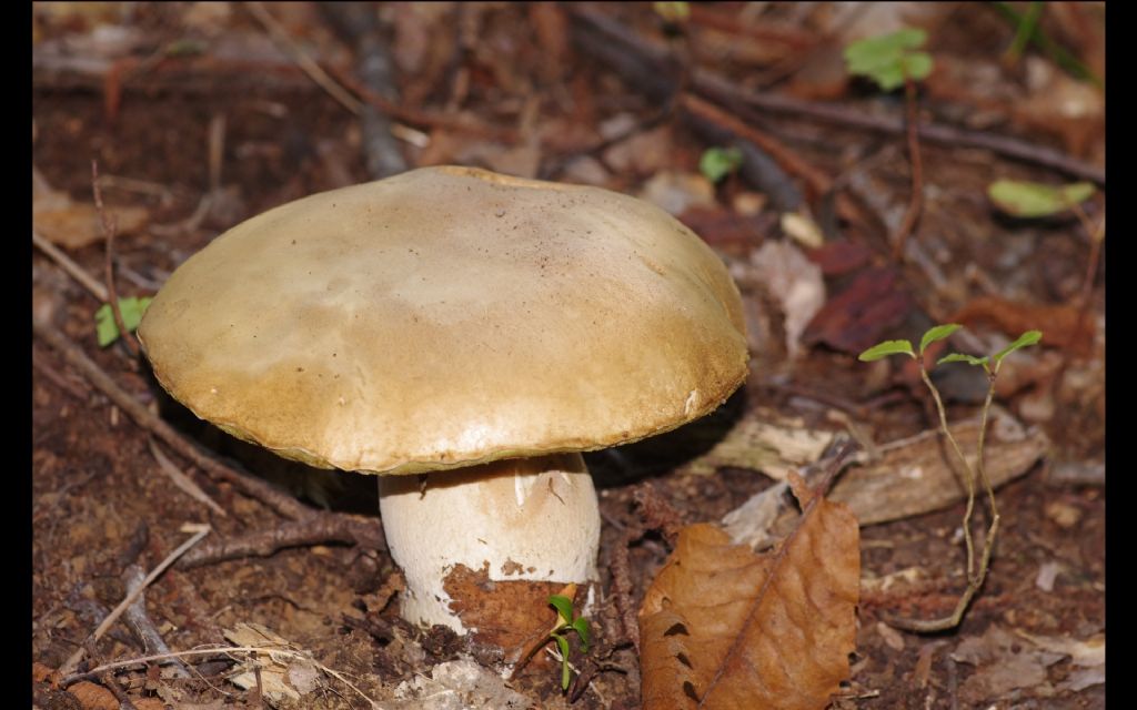 B. aestivalis decolorato?